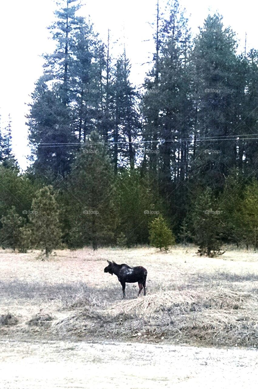 moose in the yard