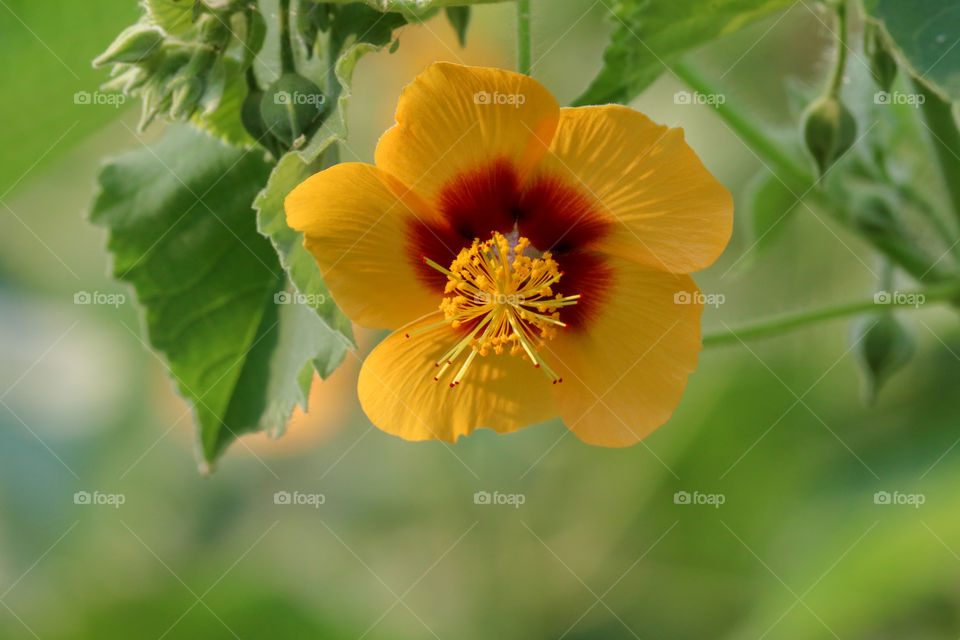 beautiful yellow red flower in forest,mettupalayam,india