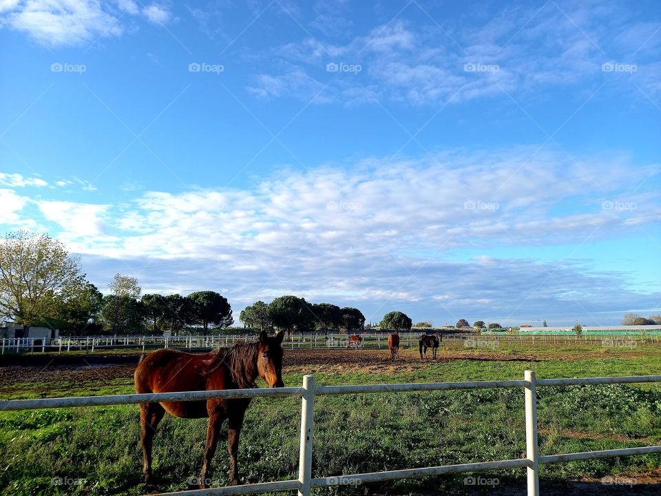 country side