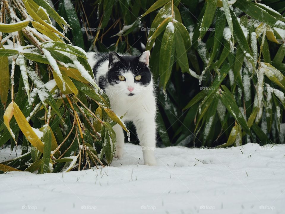 Snowy garden