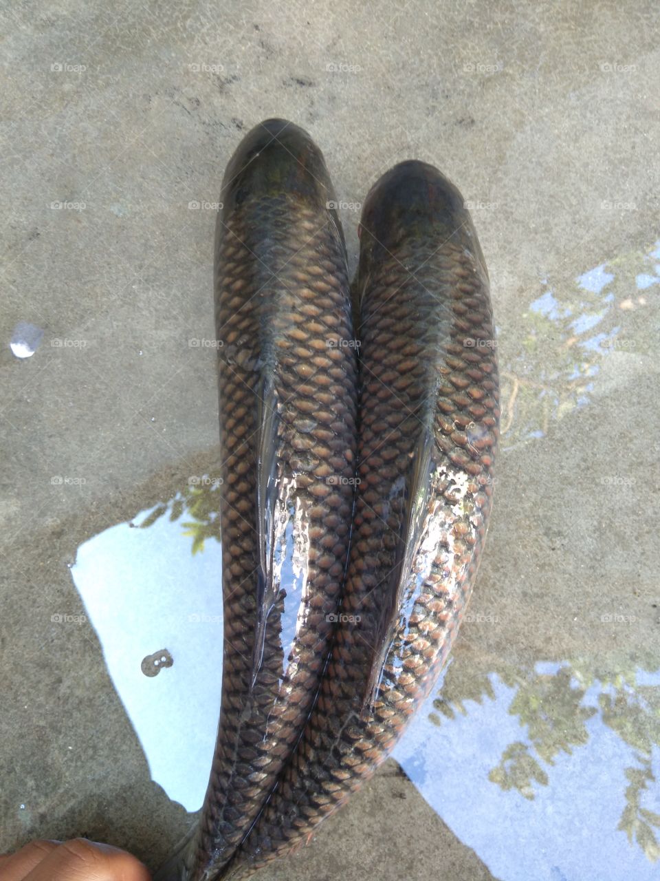 I like fish


I like to fish..