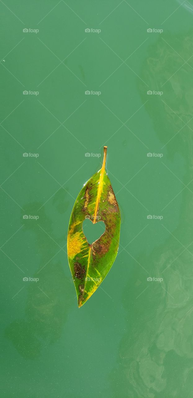 Drifting mangrove leaf