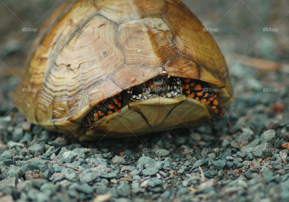 boxturtle