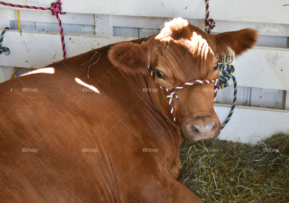 Brown cow on display at state / county fair