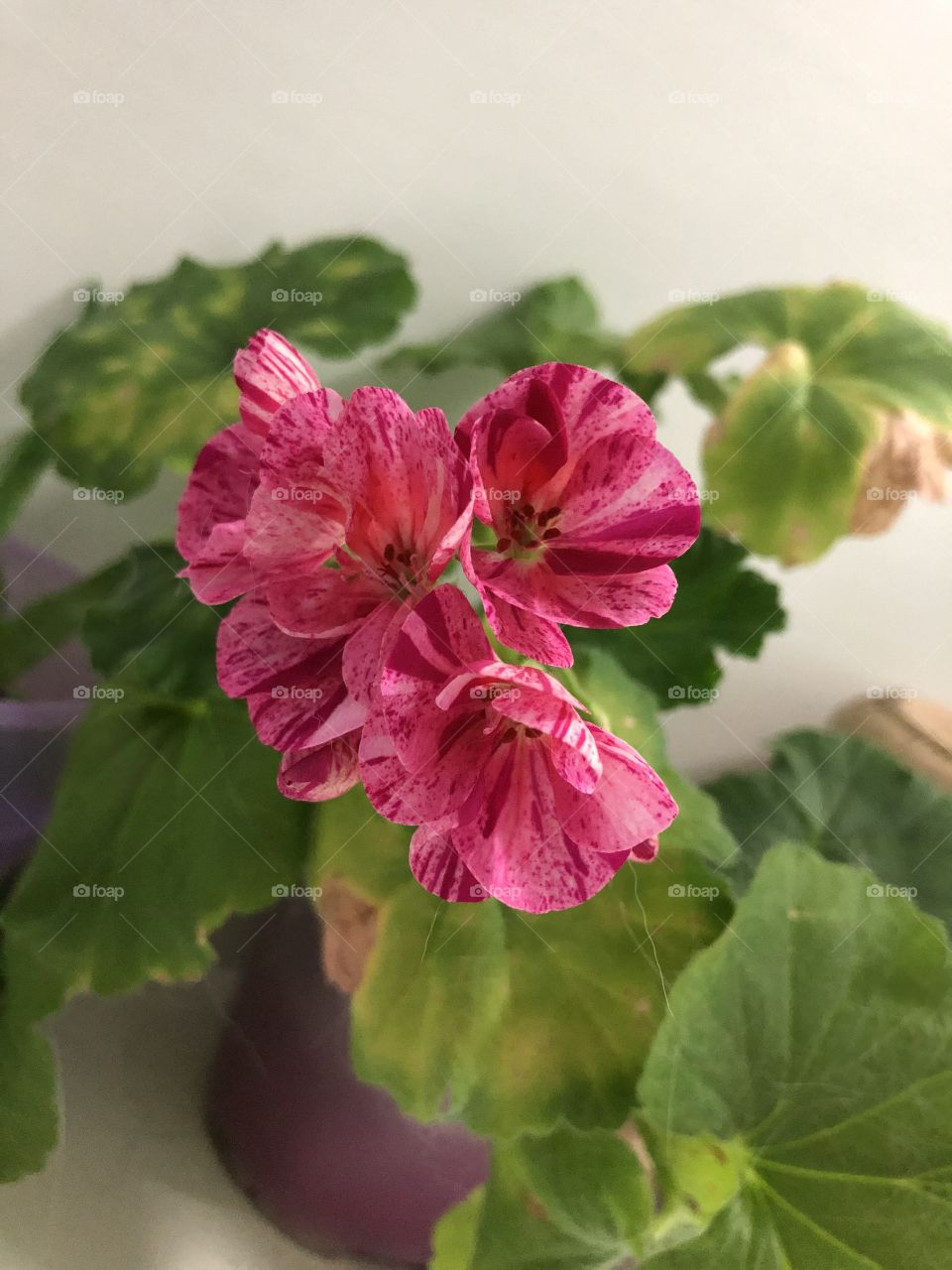 Мои домашние цветы 