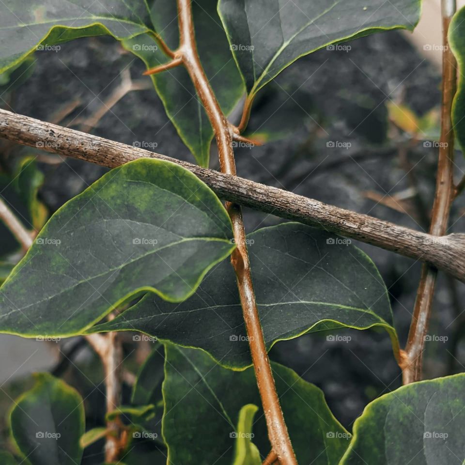 it is beauty of nature leafs