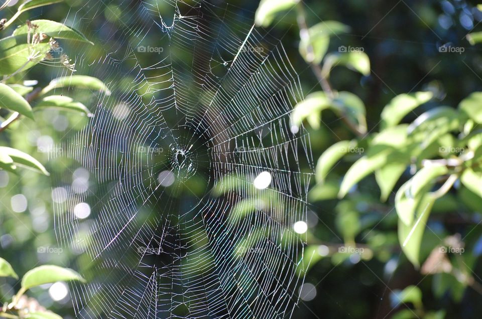Spider web. Found this spider web in the pear orchard. 