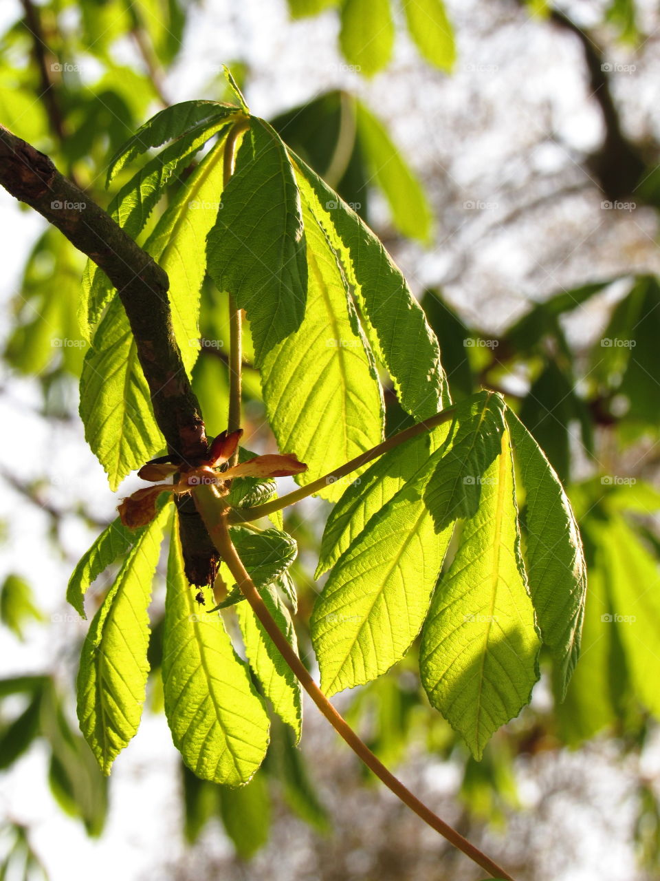 Low angle view of tree branch