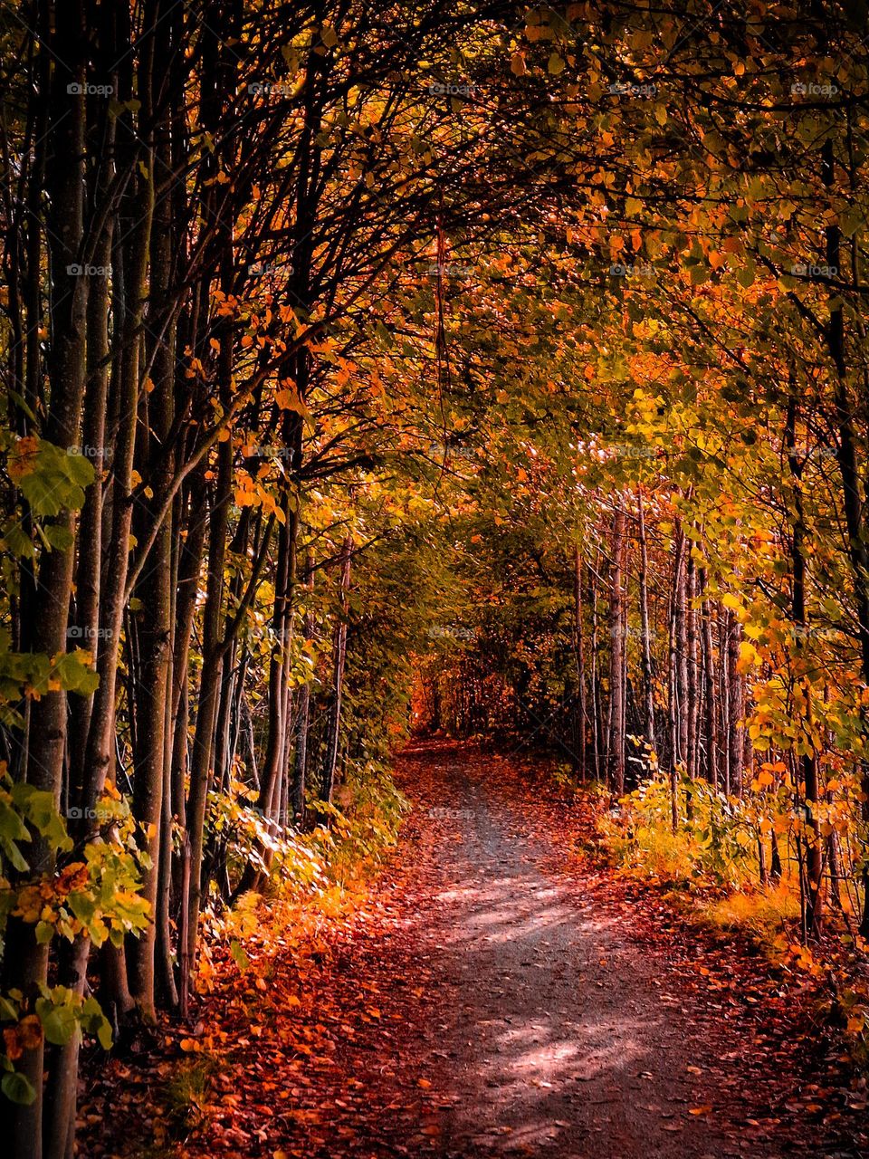 A dreamy autumn walk in a swedish forest