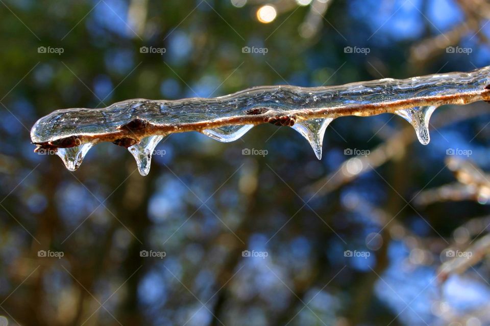 Icy branch
