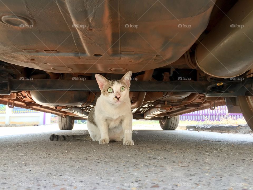 Cat sitting under the car
