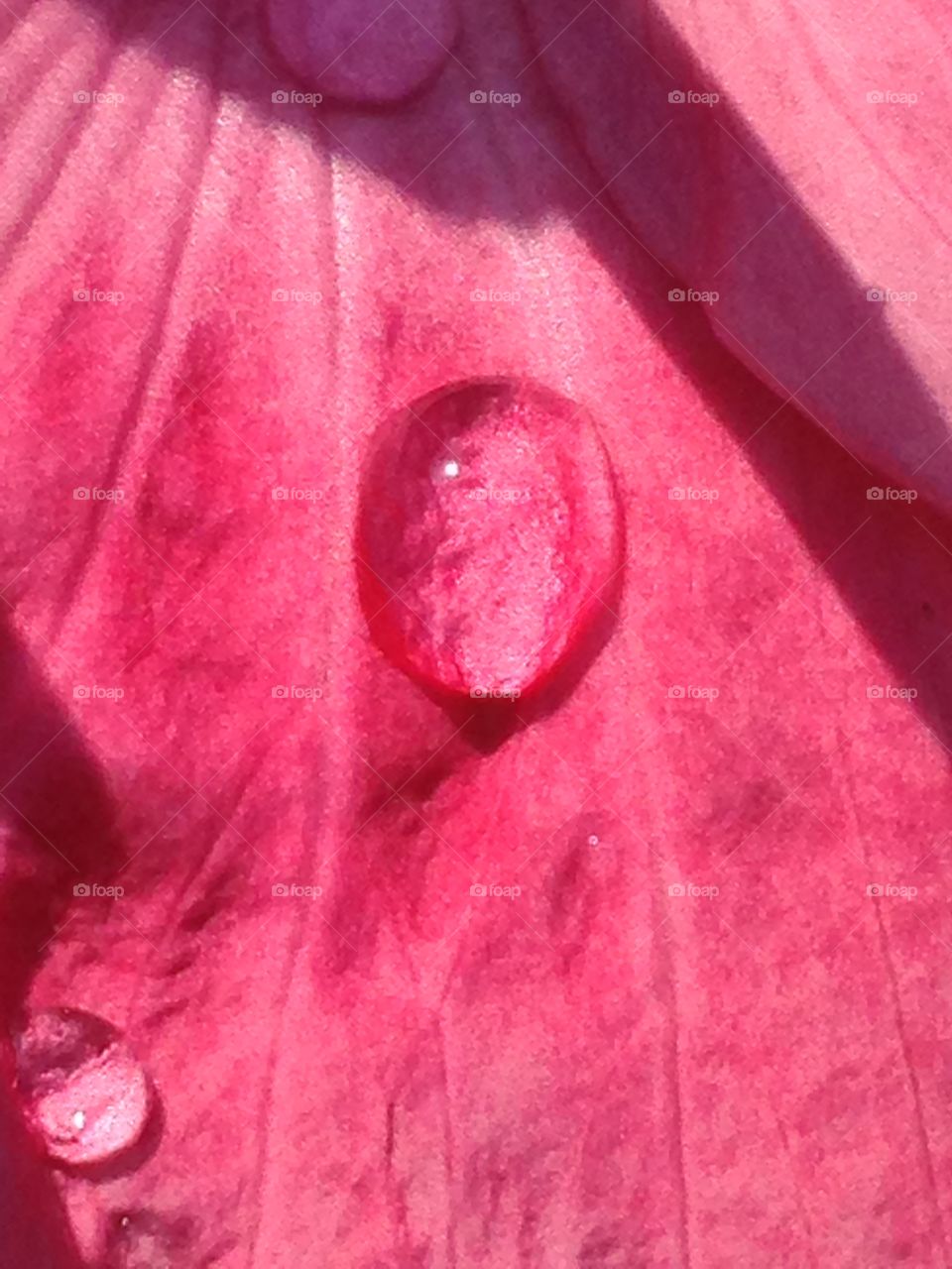 Water droplet on petal