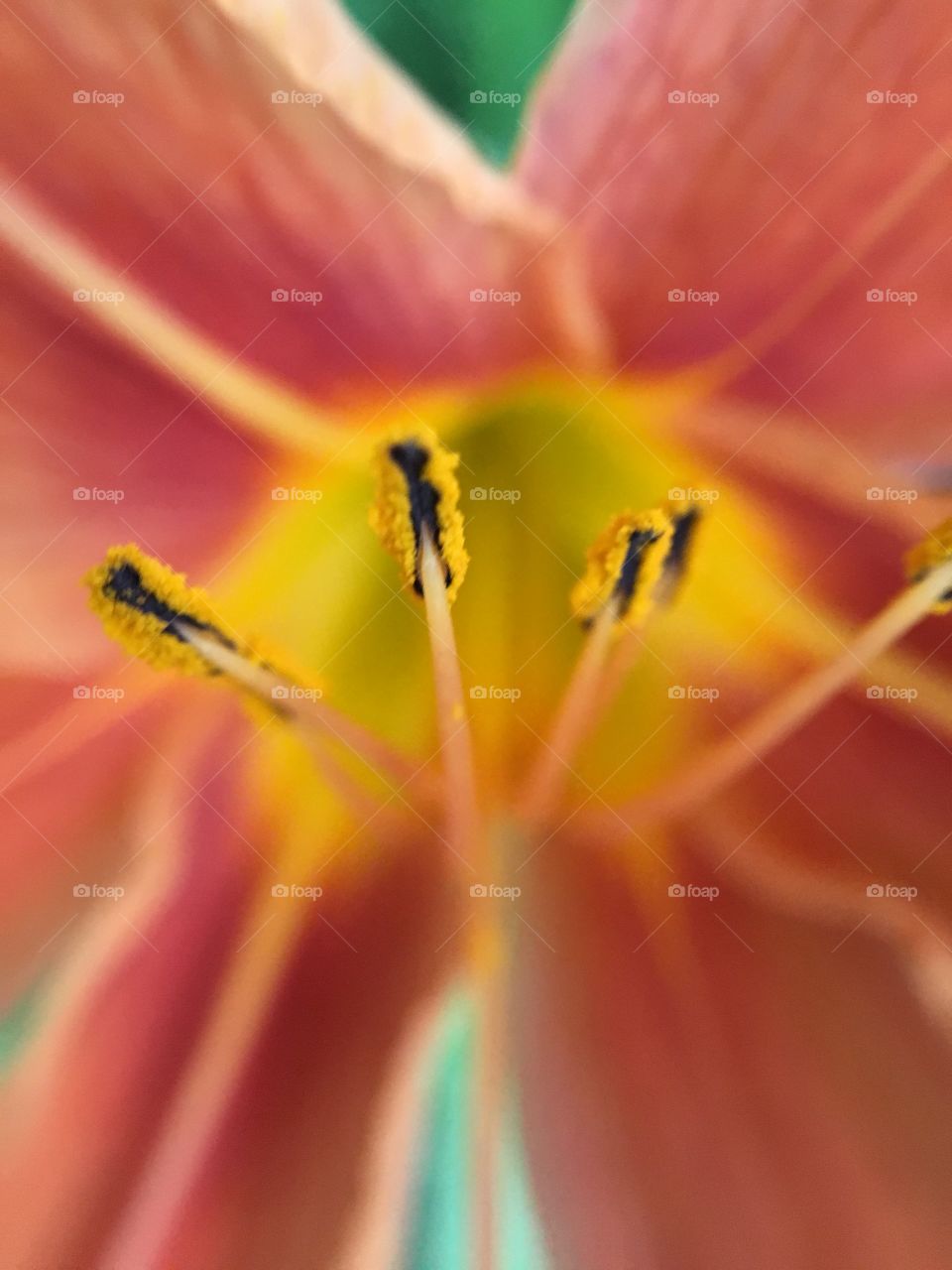 No Person, Flower, Nature, Blur, Summer