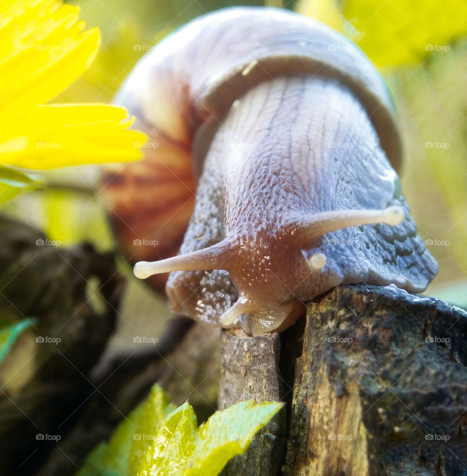 beautifull snail walking after rain