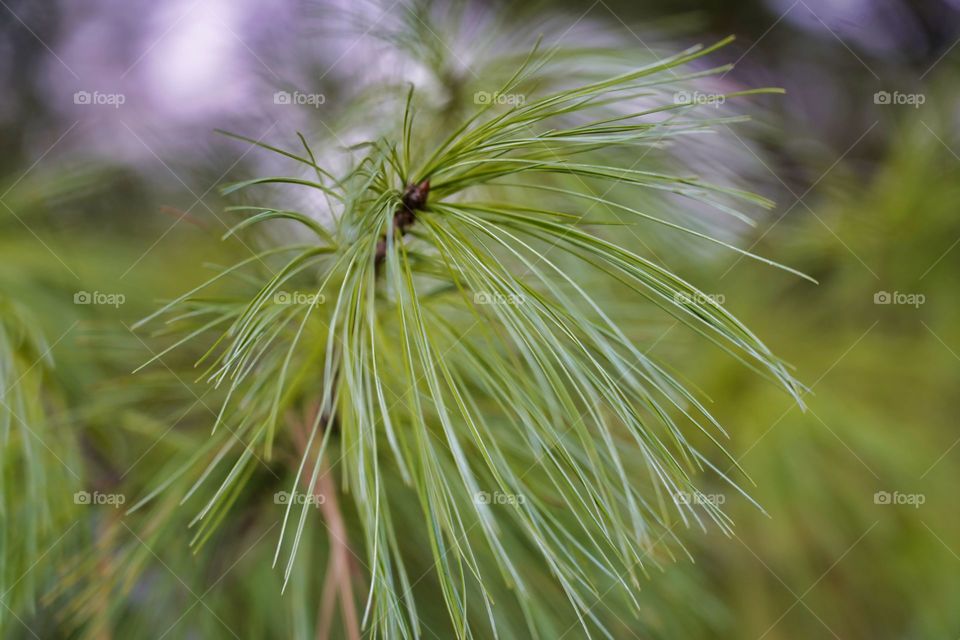 Pine Pines from a pine tree