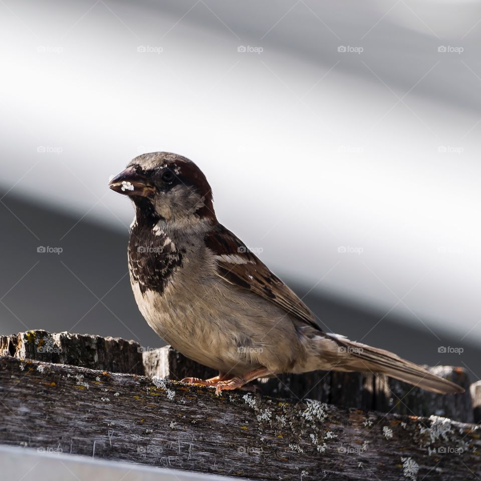 Sparrow eating some bread on the fence