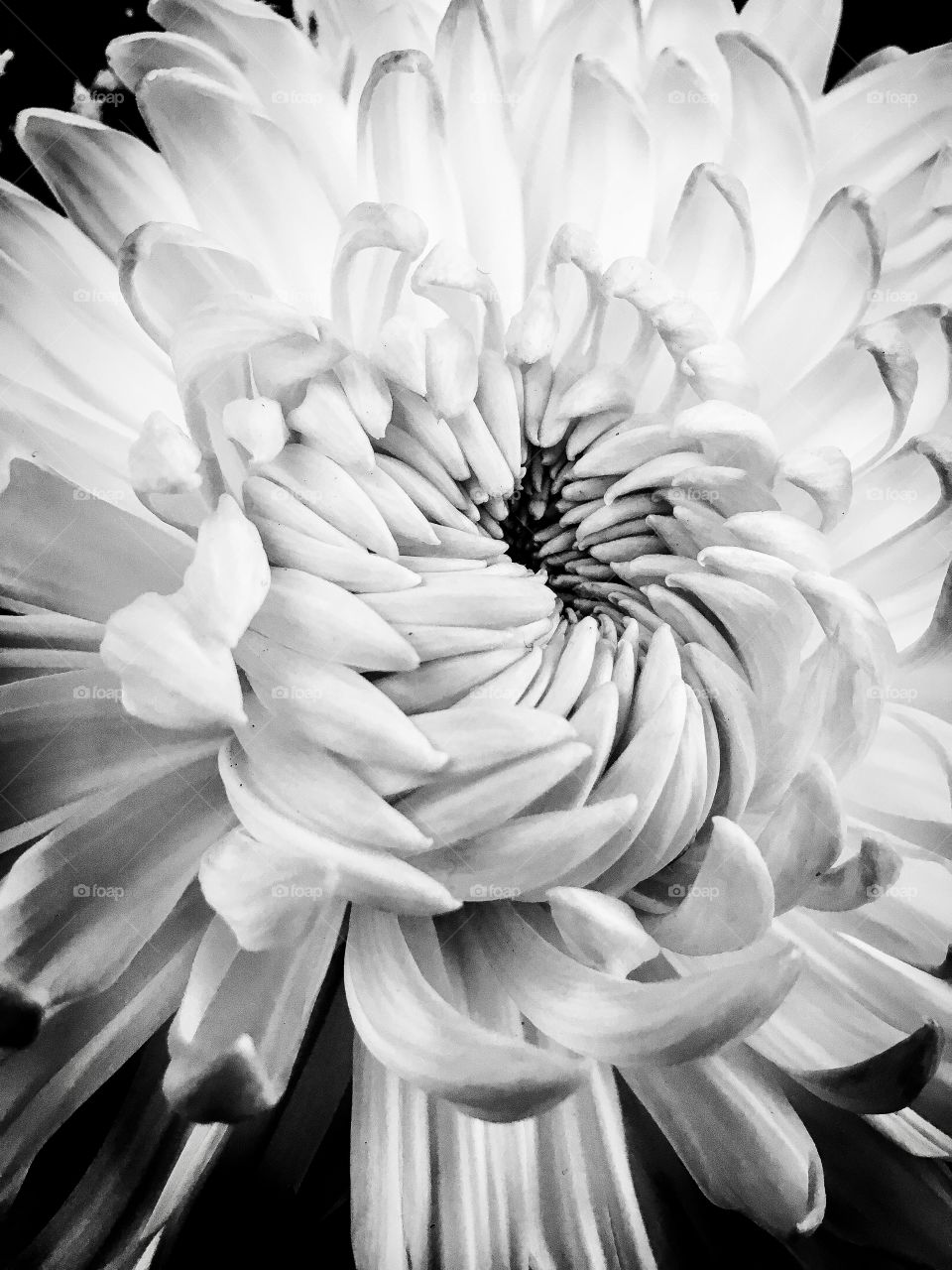 Petals in White 