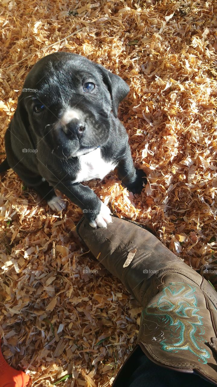 Mammal, No Person, Animal, Cute, Nature