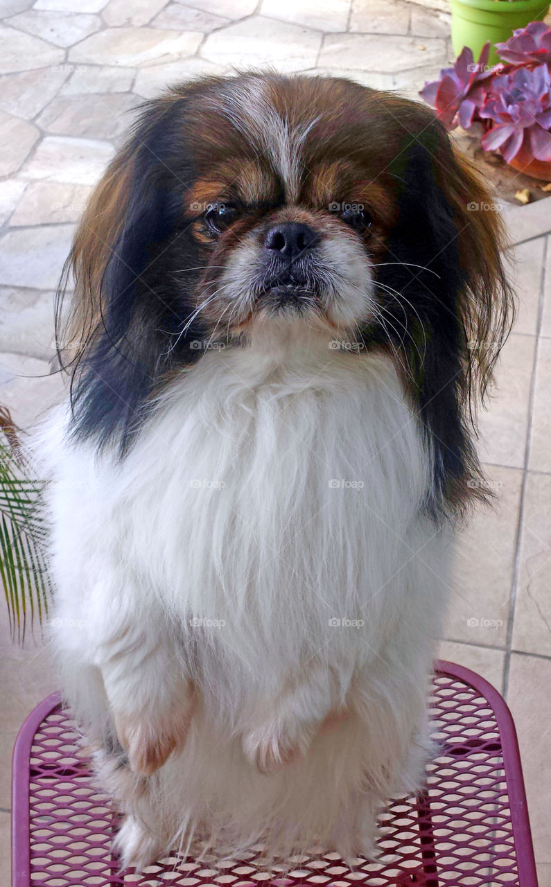 Pekingese dog doing tricks