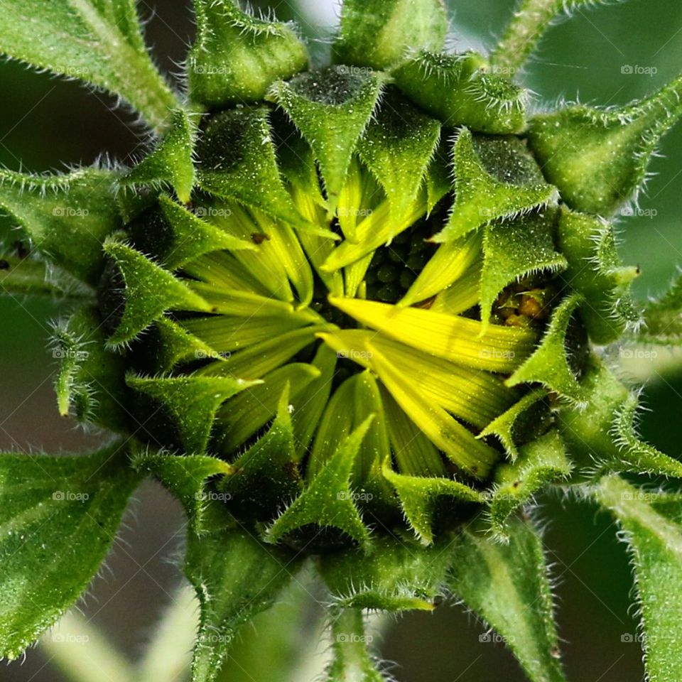 Birth of a Sun Flower