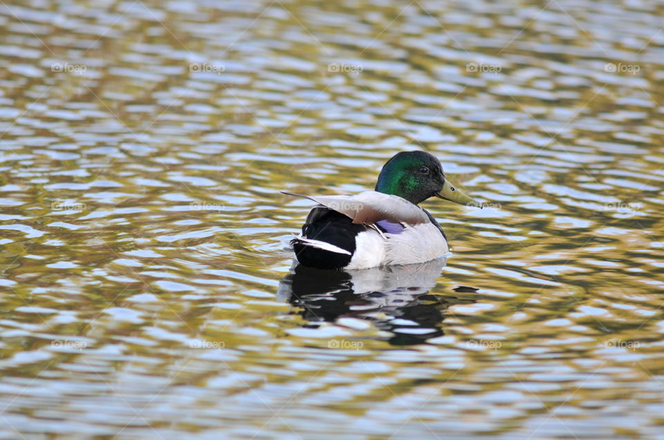 Mallard duck