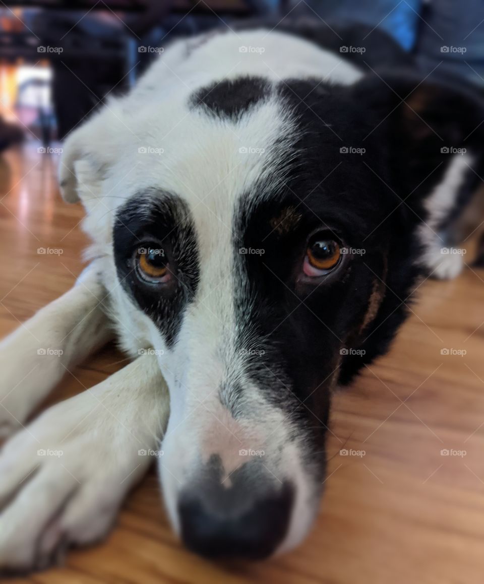 Border Collie Resting