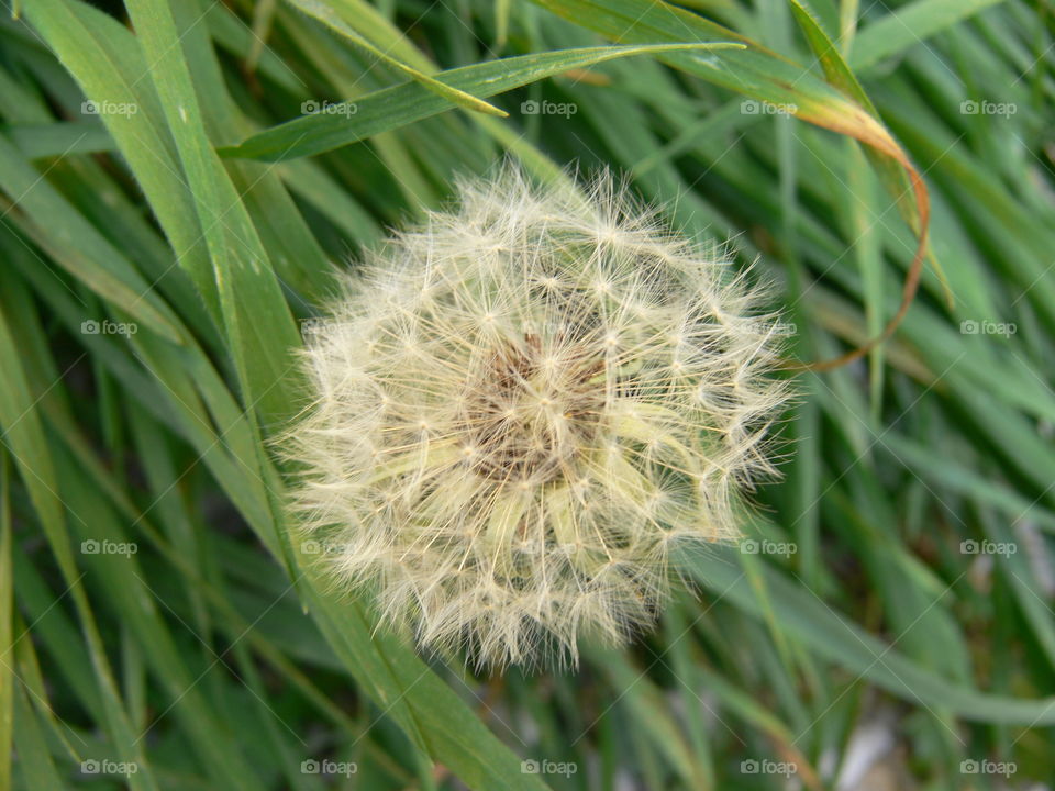 a closeup pic of a white dandelion in bloom in a garden in springtime