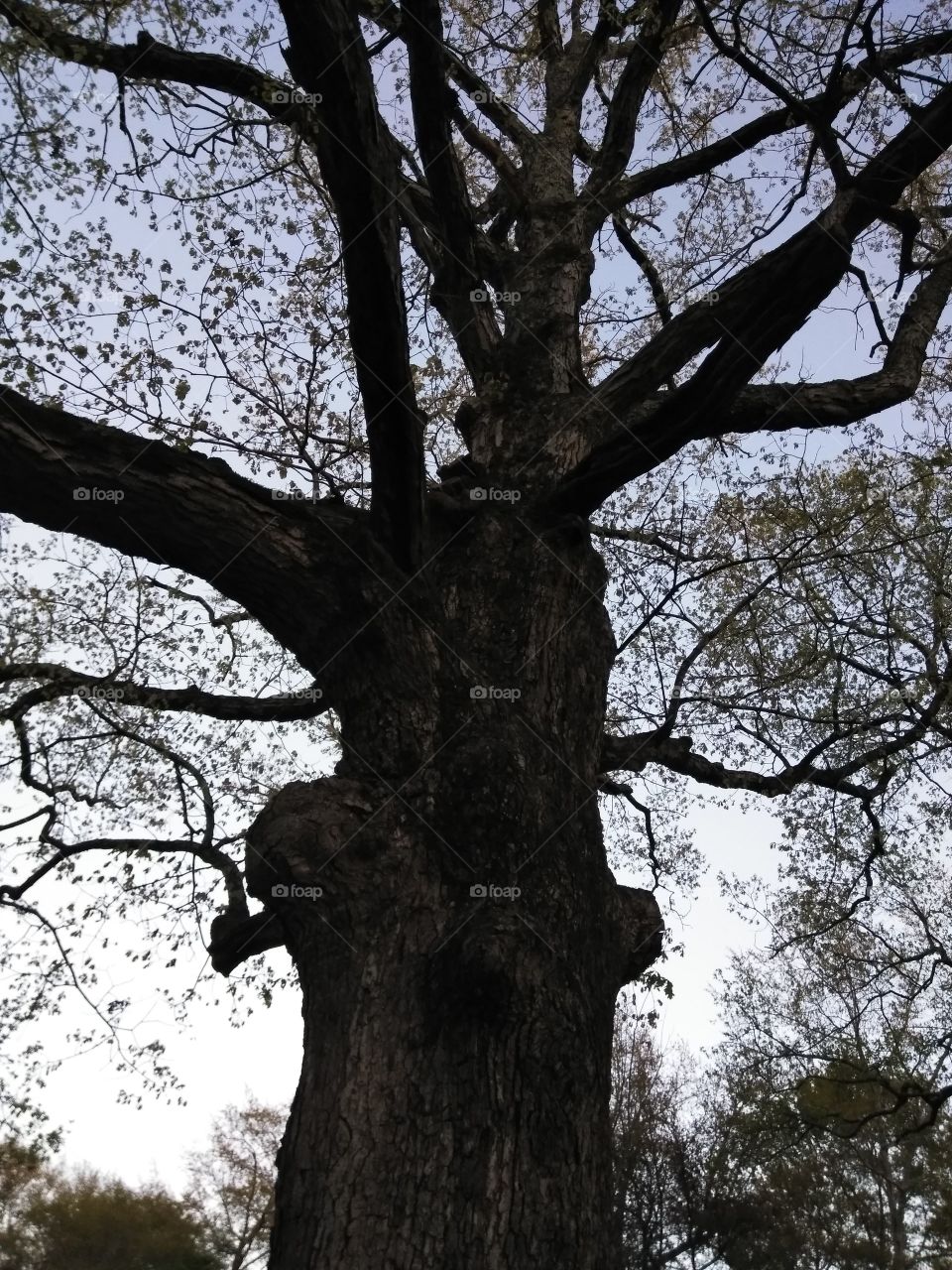 Ancient oak tree siloette with dusk lighting
