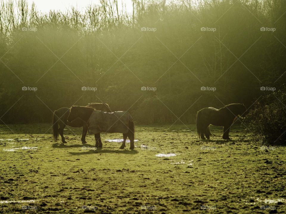 Horse. Field 