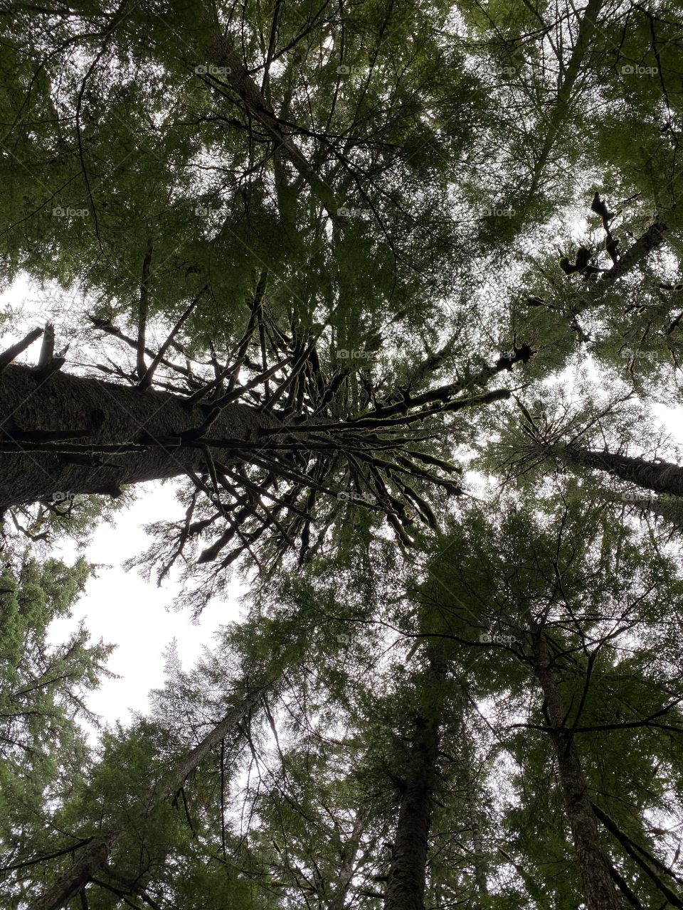 Tongas National Forest 