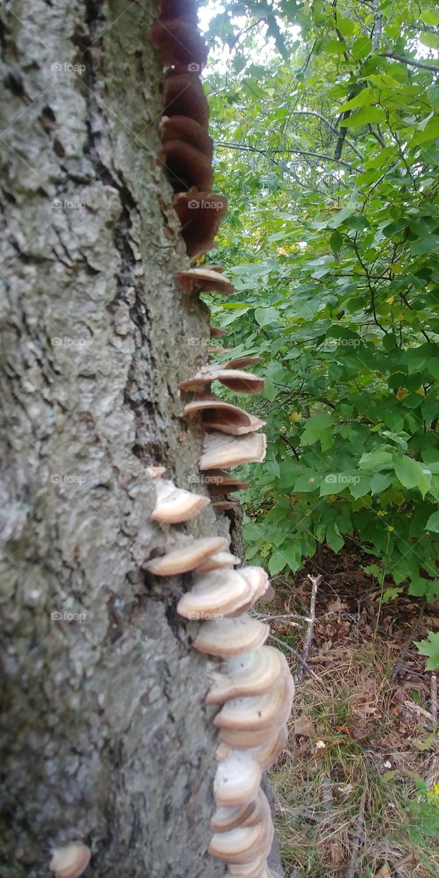 mushrooms growing in a tree