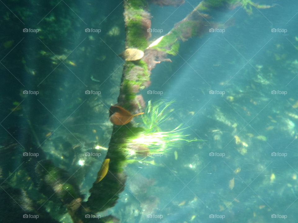 Under water root and algae . The sun was coming through the water just right