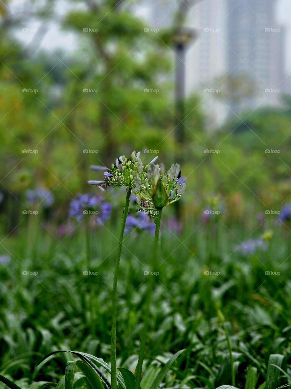 Trees, leaves, and flowers in the rain