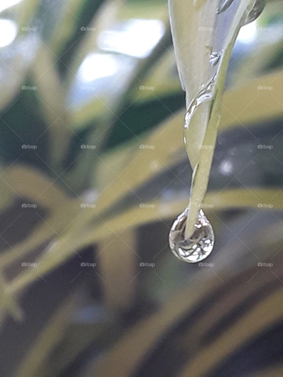 macro shooting a drop of rain and variegated tropical plants