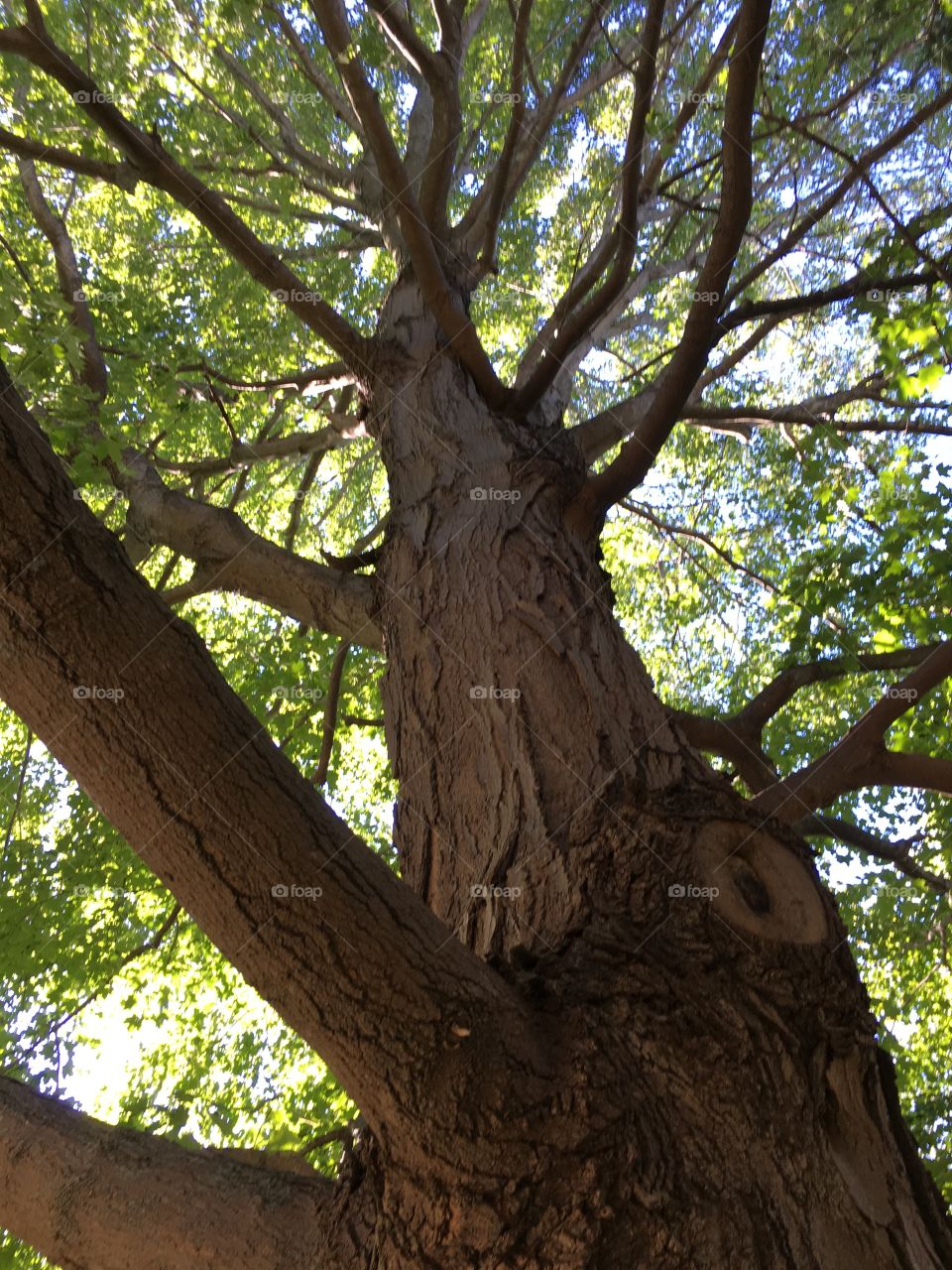 Looking up a tree