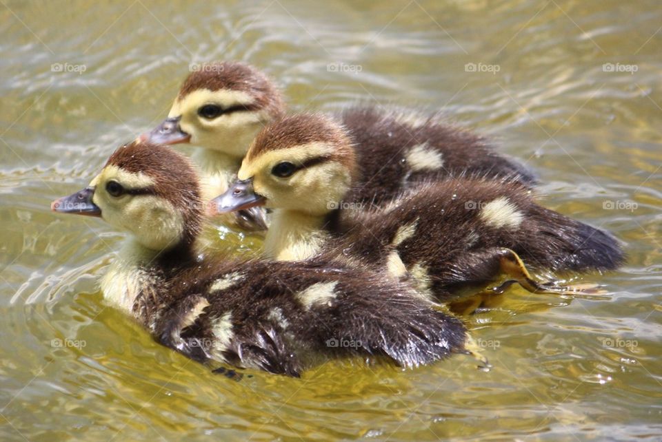 Ducklings