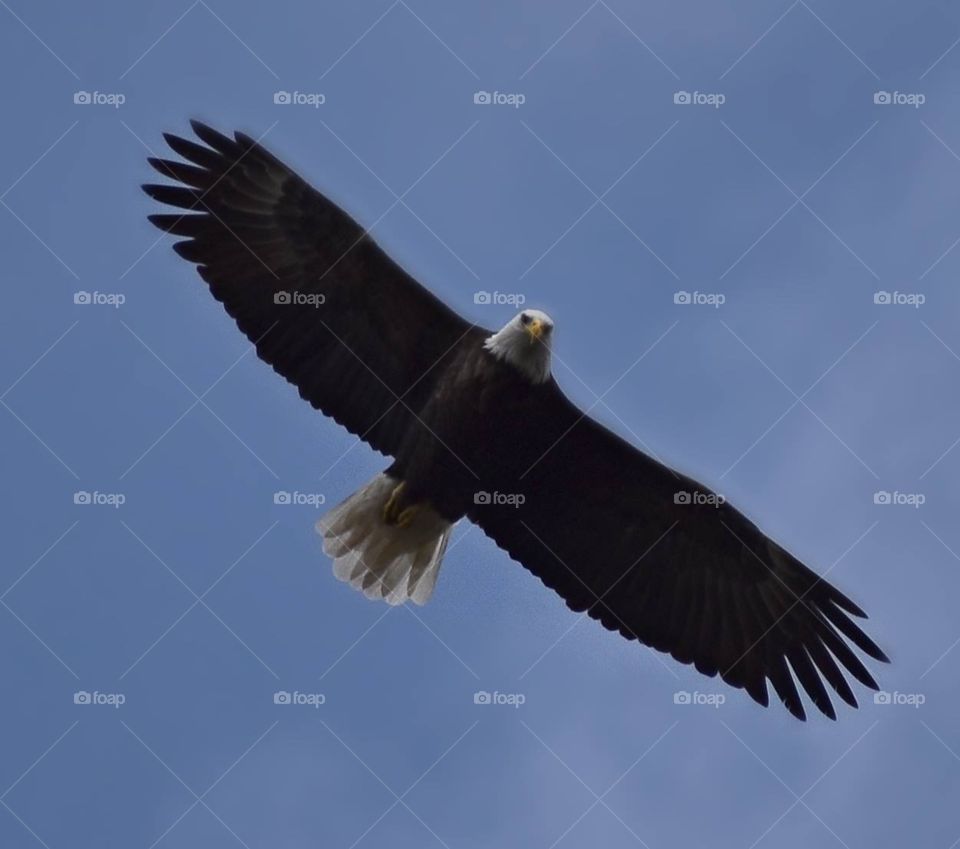 American Bald Eagle 🦅 