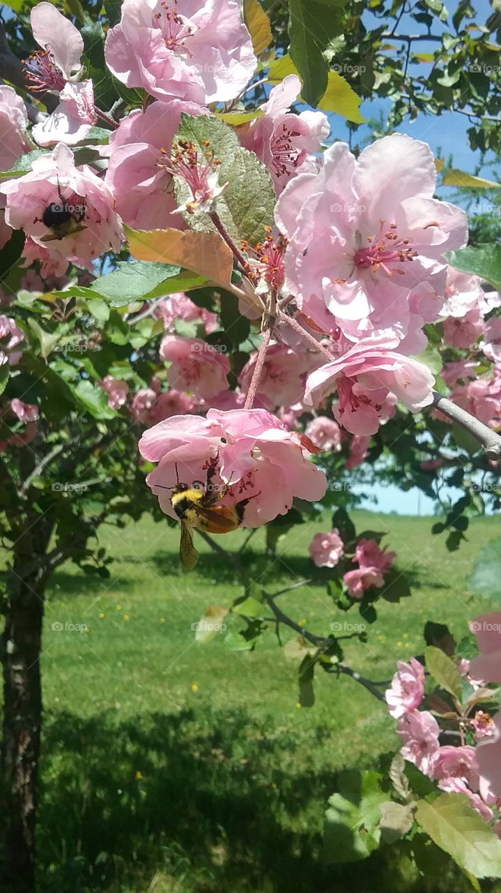 Bee-autiful