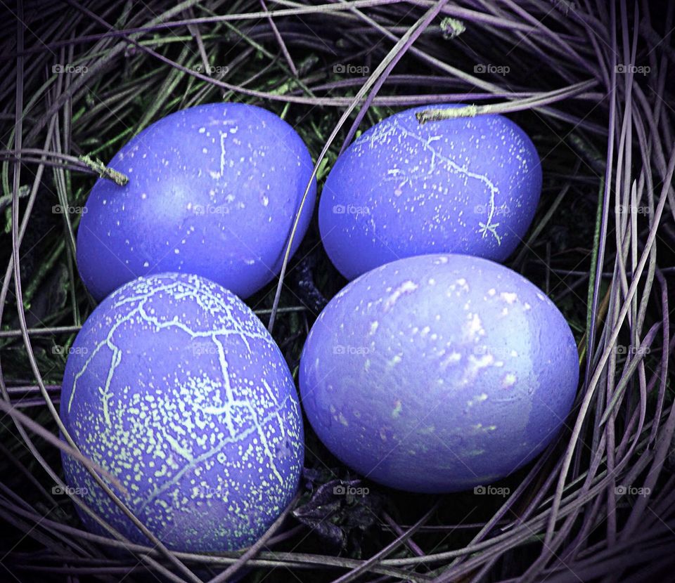 Nest and eggs