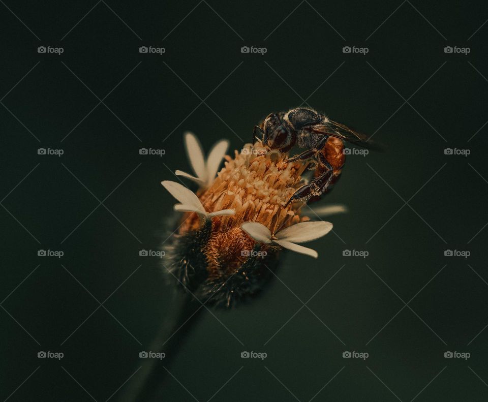 Honey bee - Close up - Soft color 