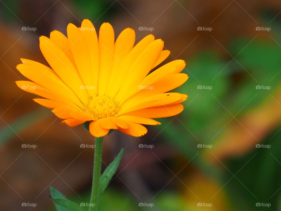 Calendula
