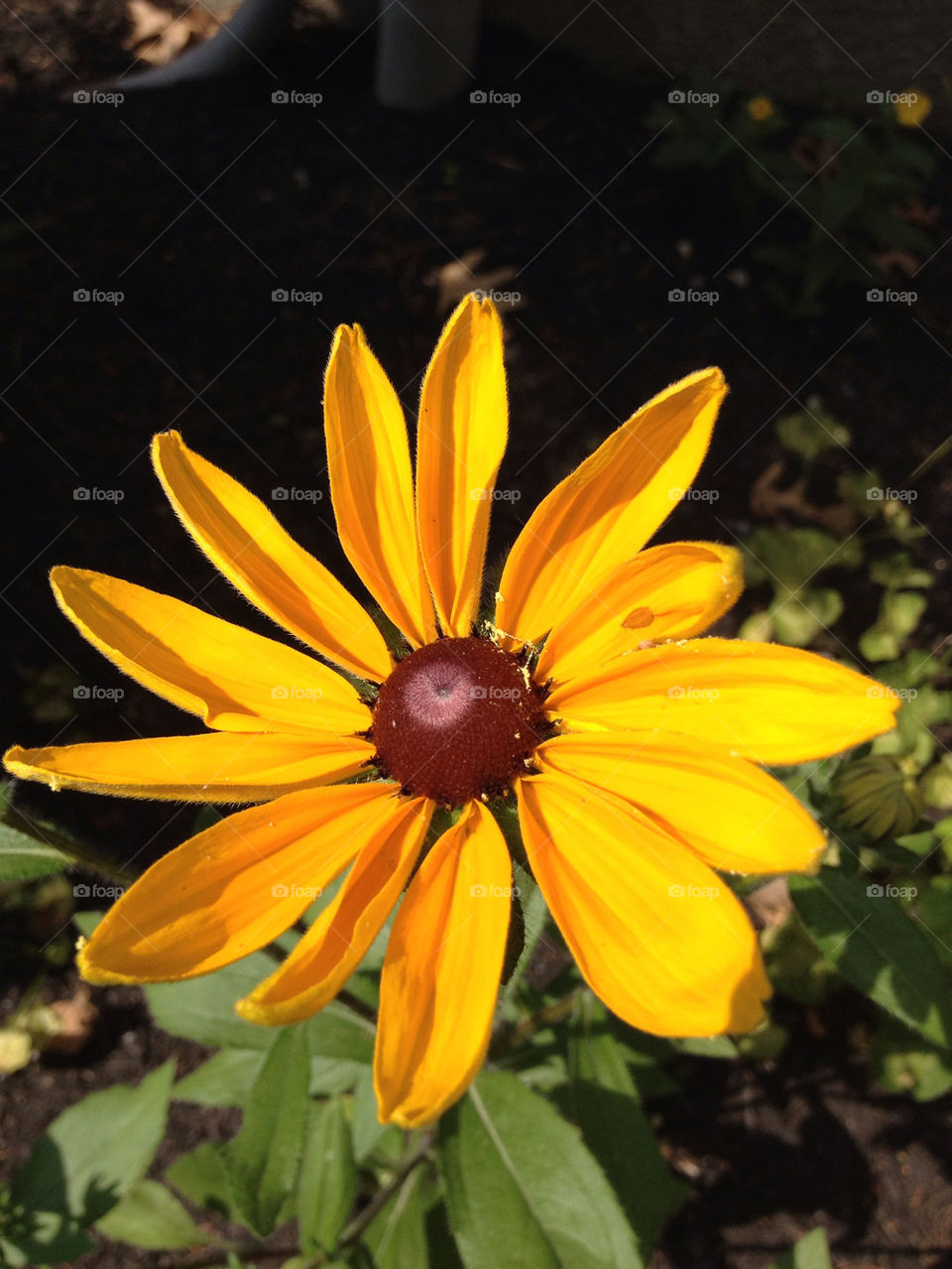 yellow flower beautiful daisy by sarali11