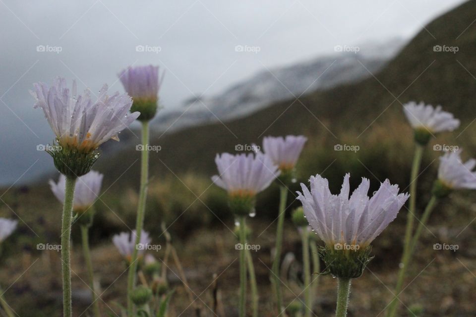 Dewy Aster flowers in the mountains