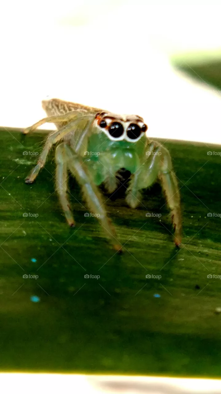 spider