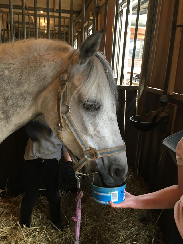 Pony licks tasty lick
