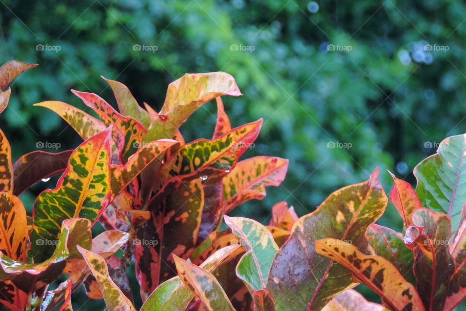 Lindas folhas vermelhas