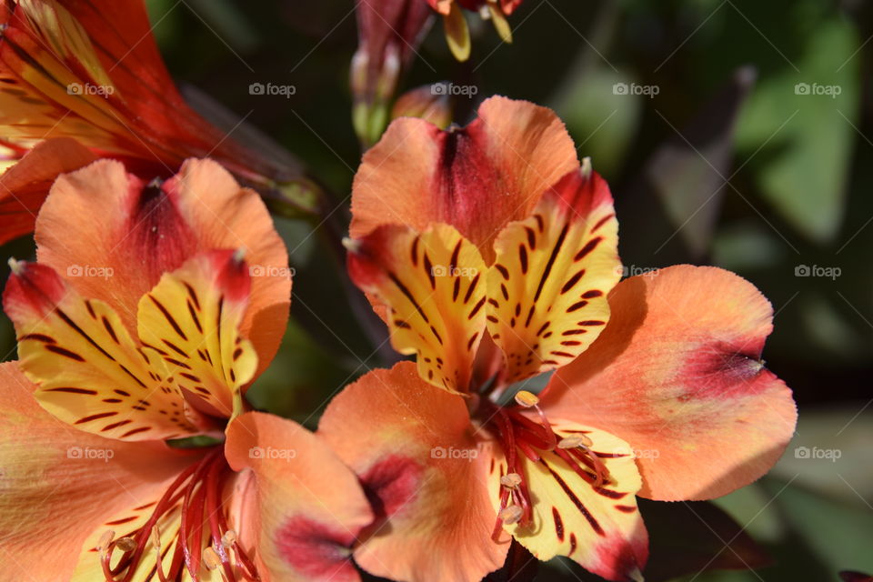 Alstroemeria aurea