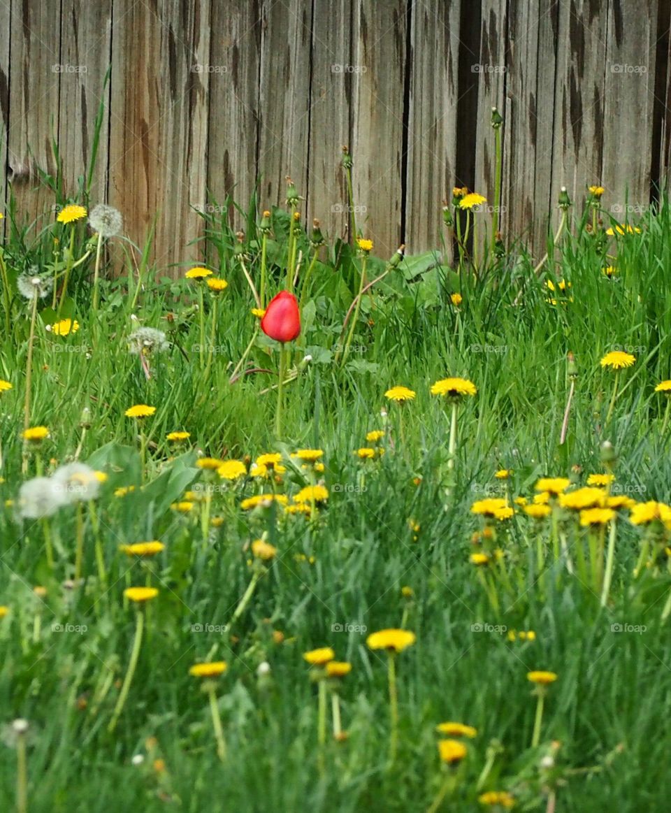 Red  tulip among the dandelion s