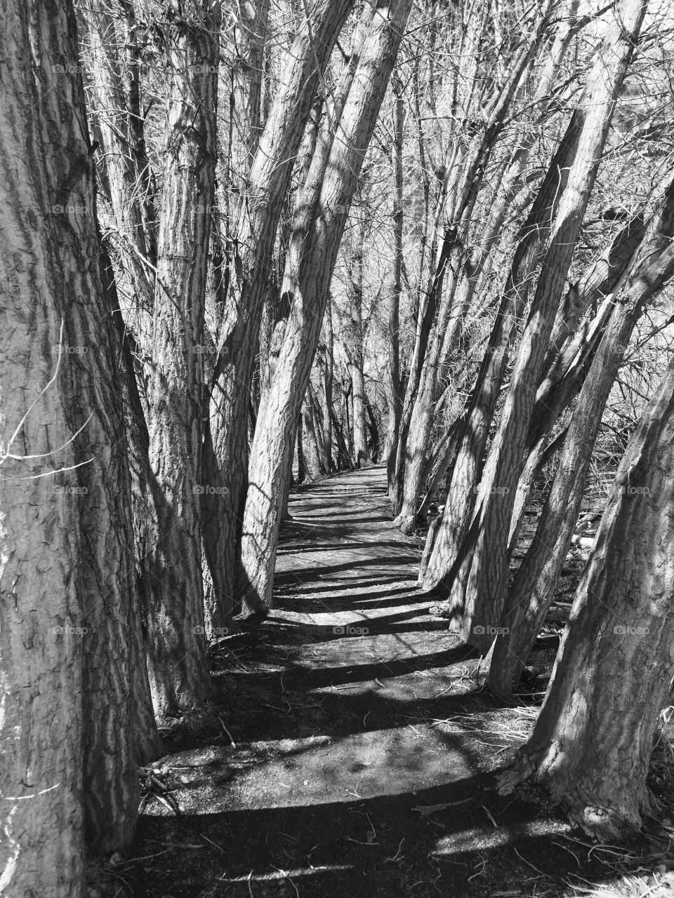 Eerie pathway 