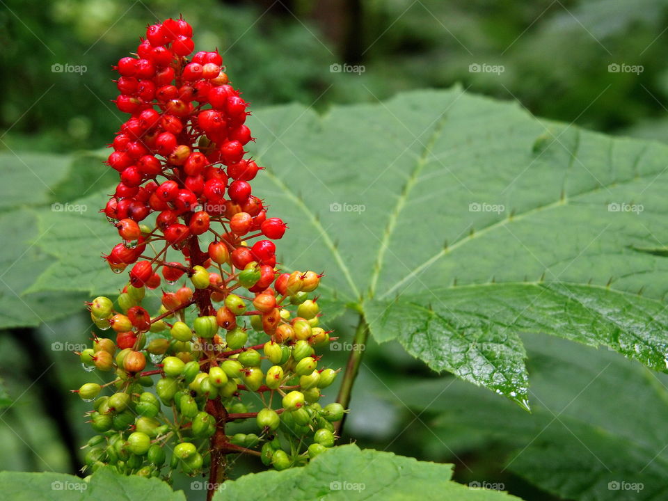 Bright red and green berries on a broad leafed green plant in the woods of Western Oregon right after a fresh summer rain. 